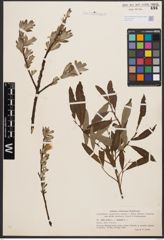 Salix aurita L. x Salix viminalis L.